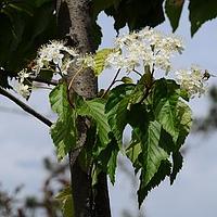 水榆花楸