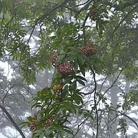 晚绣花楸