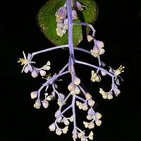 竹叶吉祥草