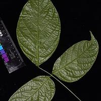 密花豆