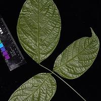 密花豆