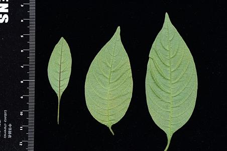 宽昭螺序草