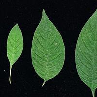 宽昭螺序草