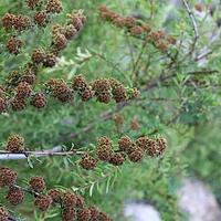 高山绣线菊