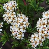 高山绣线菊