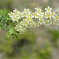 高山绣线菊