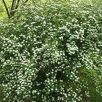 中华绣线菊