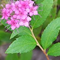 粉花绣线菊