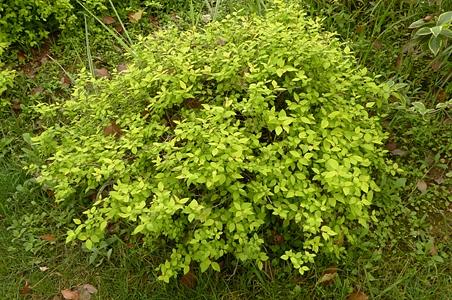 金州绣线菊