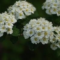 金州绣线菊