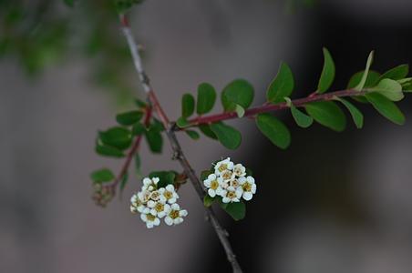 川滇绣线菊