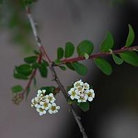 川滇绣线菊