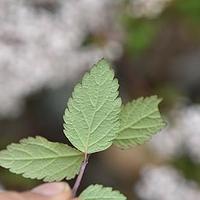 伏毛绣线菊