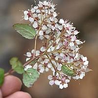 伏毛绣线菊