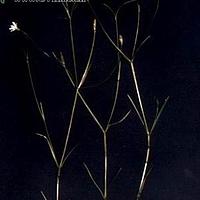 细叶繁缕