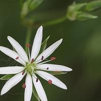 沼生繁缕