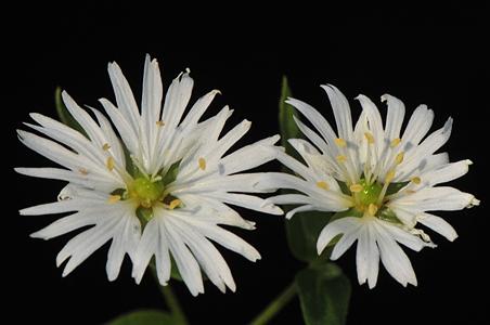 繸瓣繁缕