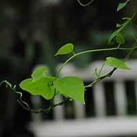 血散薯