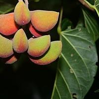台湾苹婆
