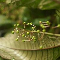 走马胎