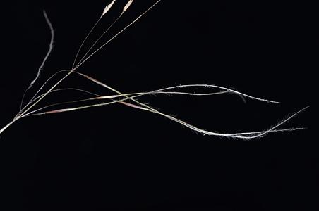 紫花针茅