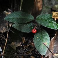 心叶紫金牛
