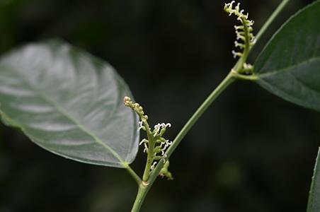双果桑 - 图片/介绍/花期/花语/知识 - 千草植物
