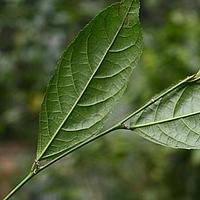 双果桑 - 图片/介绍/花期/花语/知识 - 千草植物