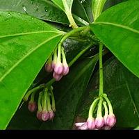 酸薹菜