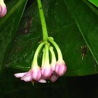 酸薹菜