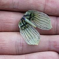 黄花獐牙菜