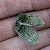 黄花獐牙菜