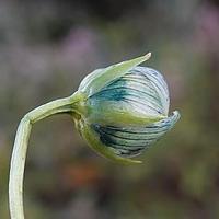 黄花獐牙菜