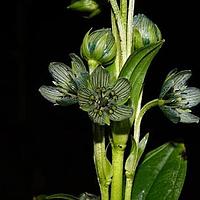 黄花獐牙菜