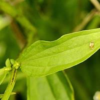 细叶獐牙菜