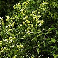 细叶獐牙菜