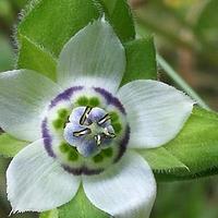 毛獐牙菜