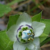 毛獐牙菜