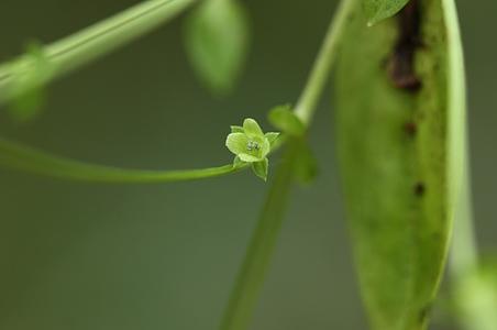 四数獐牙菜