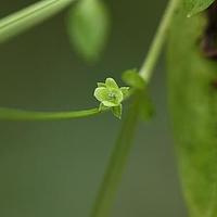 四数獐牙菜