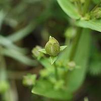 四数獐牙菜