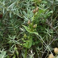 四数獐牙菜
