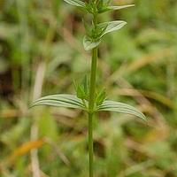 四数獐牙菜