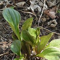 藜芦獐牙菜