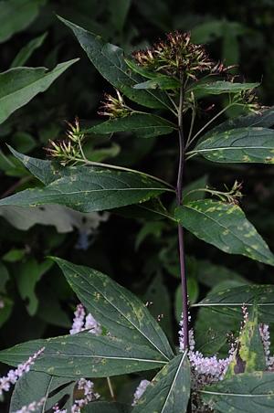 尾尖合耳菊