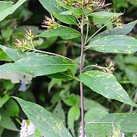 尾尖合耳菊