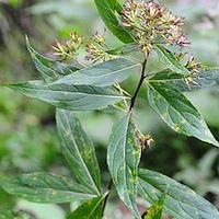 尾尖合耳菊