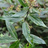 尾尖合耳菊