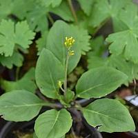 林荫合耳菊