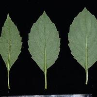 林荫合耳菊